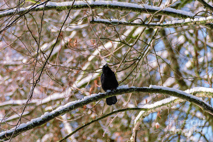 Curious crow Photograph by Viktor Birkus - Fine Art America