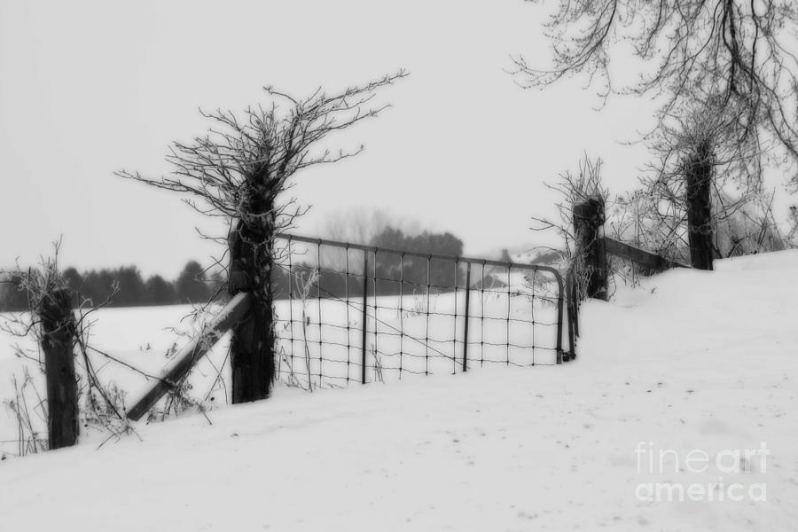 The Frozen Gate black and white Photograph by Cathy Beharriell