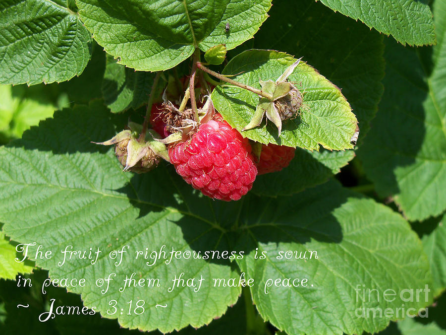The Fruit of Righteousness Photograph by Corinne Elizabeth Cowherd