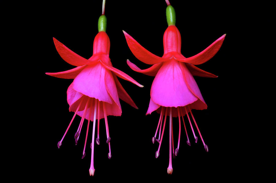 The Fuchsia Twins Photograph by Terence Davis