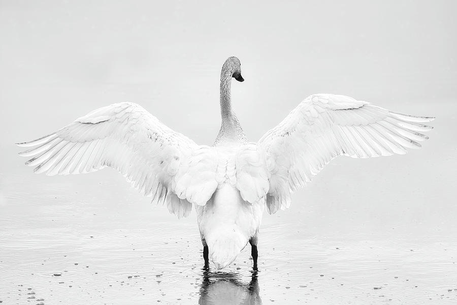 Swan Photograph - The Full Monty by Bob Stevens