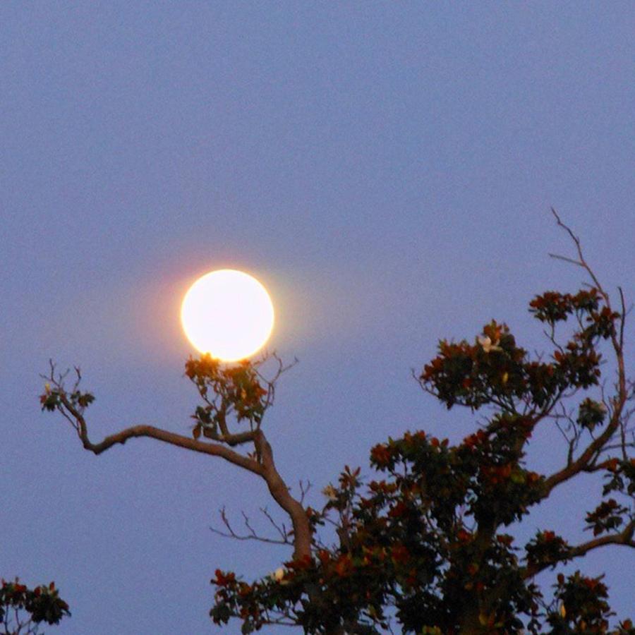 Magnolia Movie Photograph - The Full Moon Resting On A Magnolia by Cheray Dillon