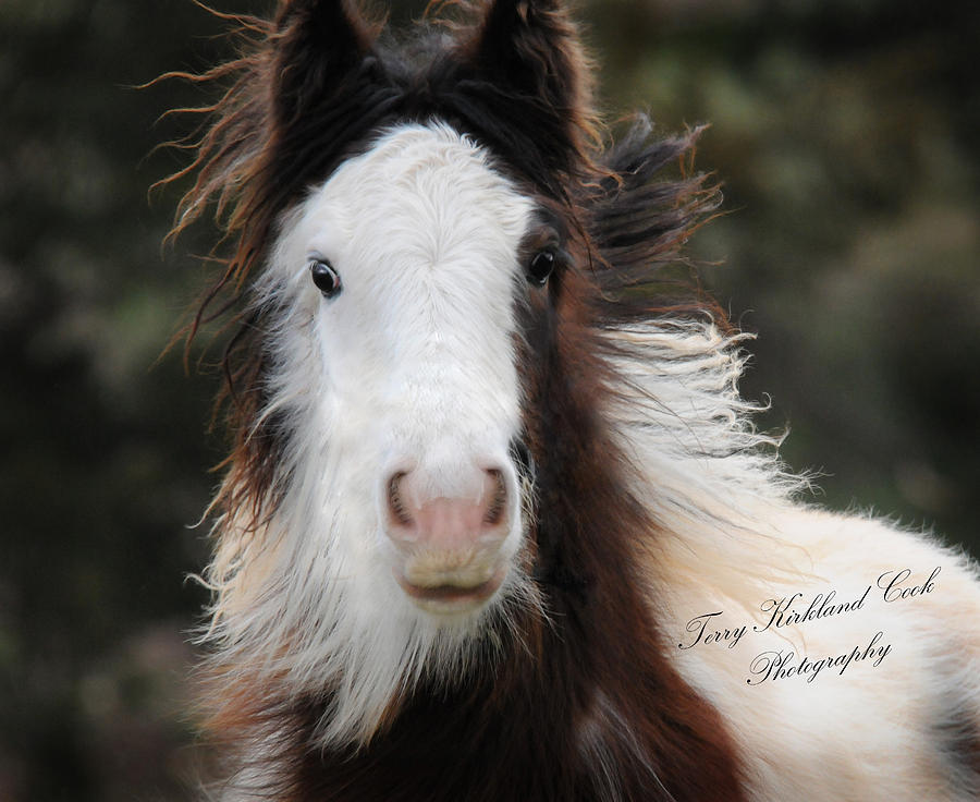The Fuzziest Gypsy Foal Photograph by Terry Kirkland Cook