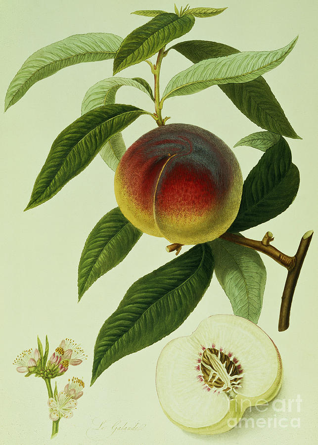 William Hooker Painting - The Galande Peach by William Hooker