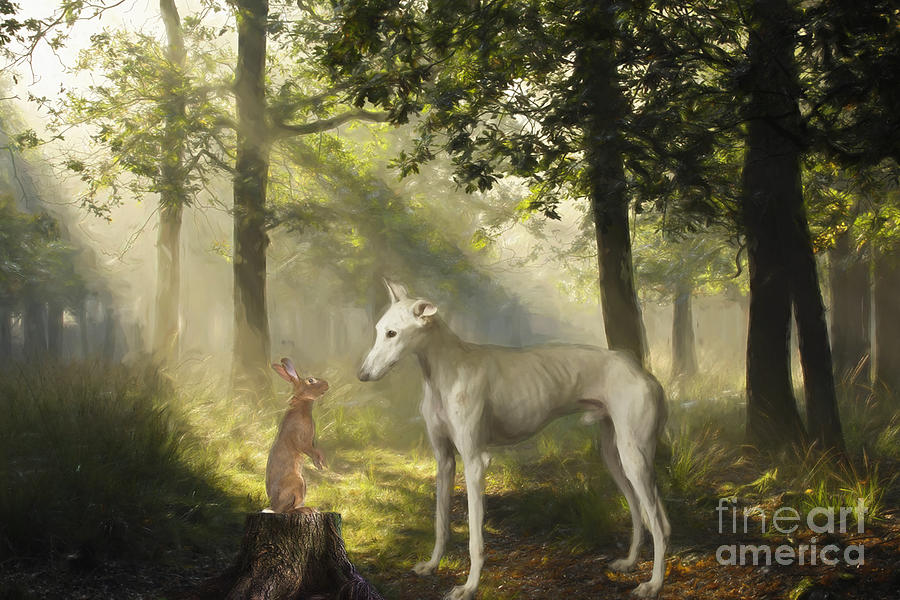 Galgo Photograph - Dog and the Rabbit by Travis Patenaude Galgo Photograph - Dog and the Rabbit by Travis Patenaude