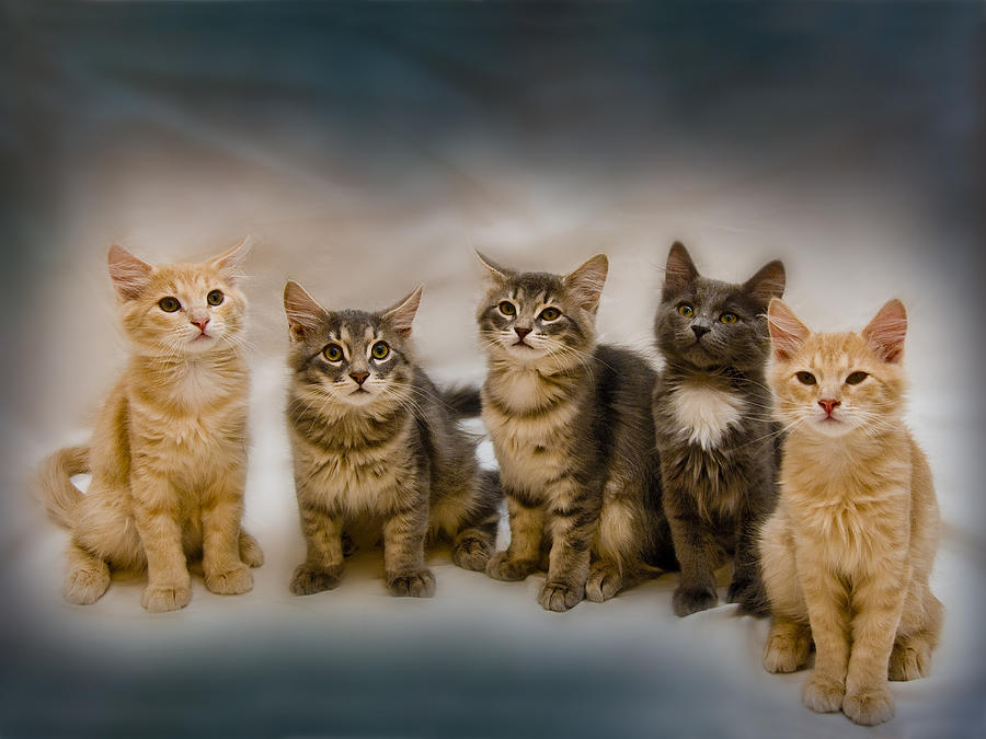 Cat Photograph - The Gang by Steven Richardson
