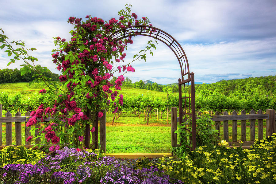 Mountain Photograph - The Garden at the Winery by Debra and Dave Vanderlaan