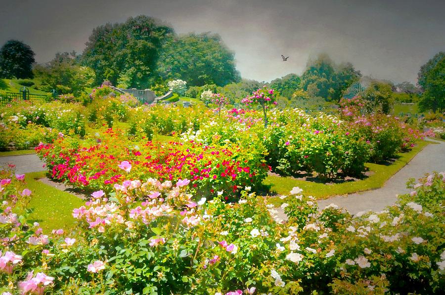 Gardens Gift Photograph by Diana Angstadt