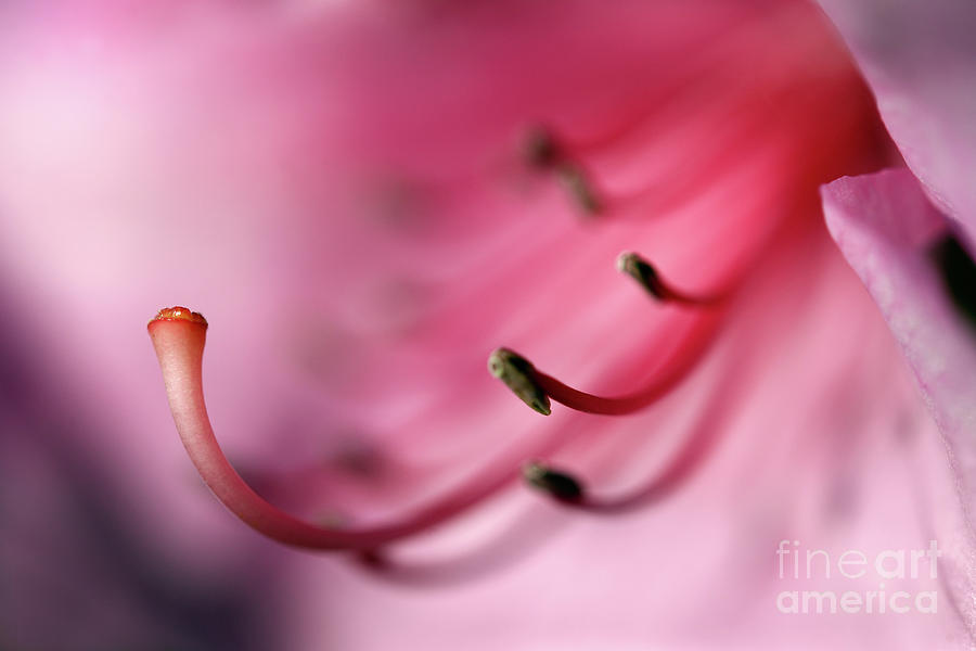 The Garden - Light Pink Rhododendron Flower Photograph by Terry Elniski