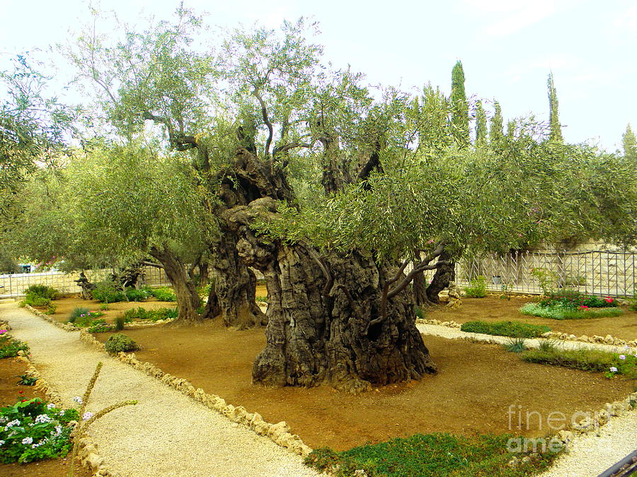 The Garden of Gethsemane Photograph by Robin Coaker