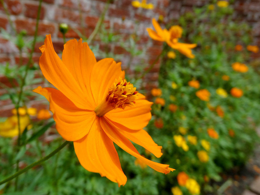 The Garden Orange Cosmos Flower Photograph by Mike McGlothlen