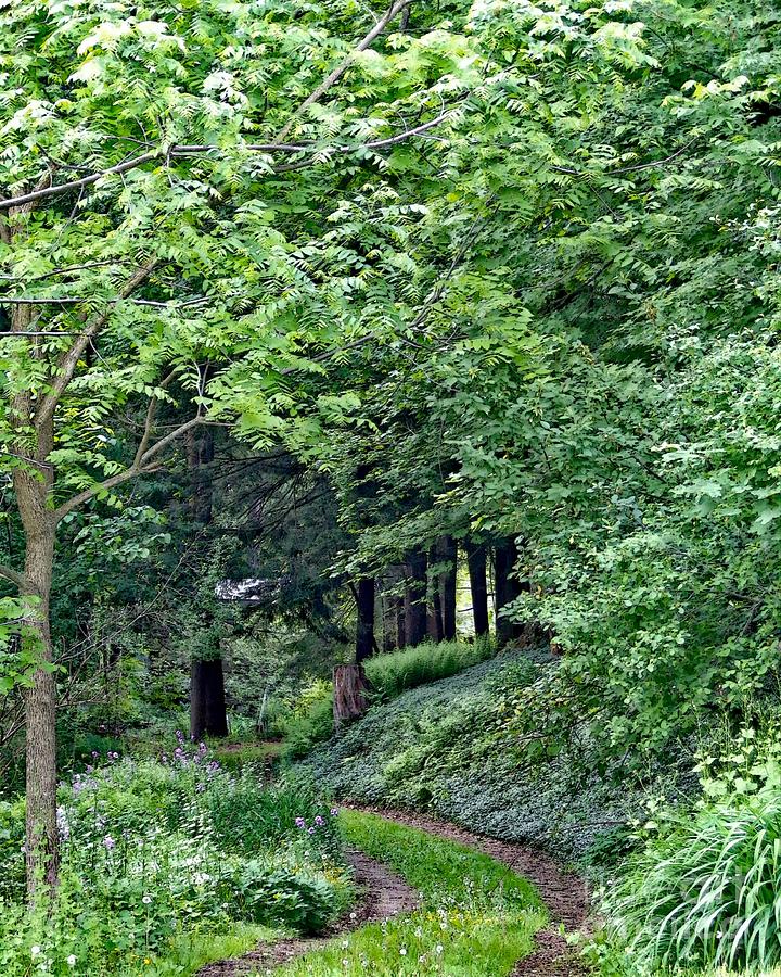The Garden Pathway Photograph