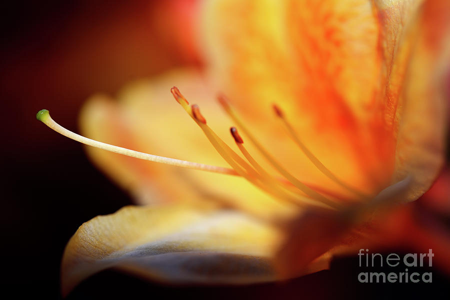 The Garden - Peach Colored Azalea Flower 2 Photograph by Terry Elniski