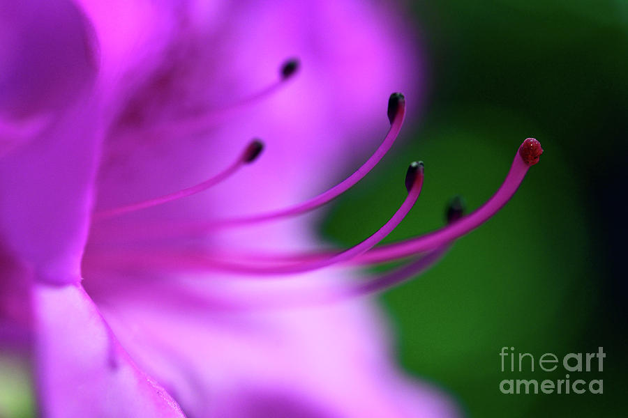 The Garden - Pink Azalea Flower Photograph by Terry Elniski
