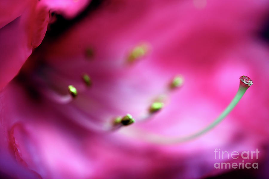 The Garden - Pink Rhododendron Flower 5 Photograph by Terry Elniski