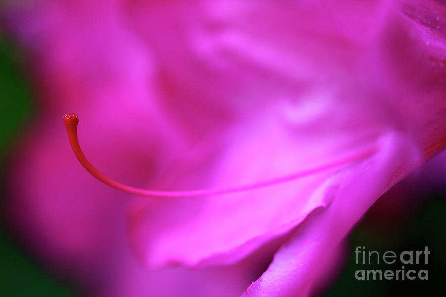 The Garden - Pink Rhododendron Flower Photograph by Terry Elniski