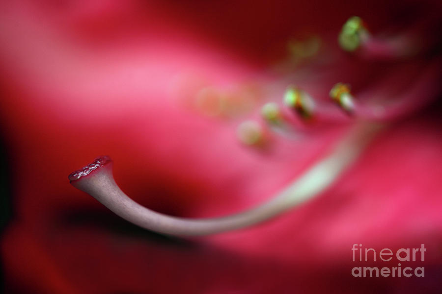 The Garden - Red Rhododendron Flower  Photograph by Terry Elniski