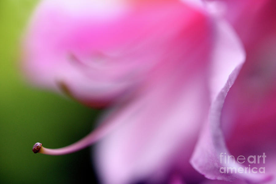 The Garden - Soft Pink Azalea Flower Photograph by Terry Elniski