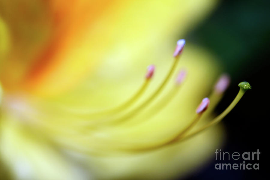 The Garden - Soft Yellow Azalea Flower Photograph by Terry Elniski