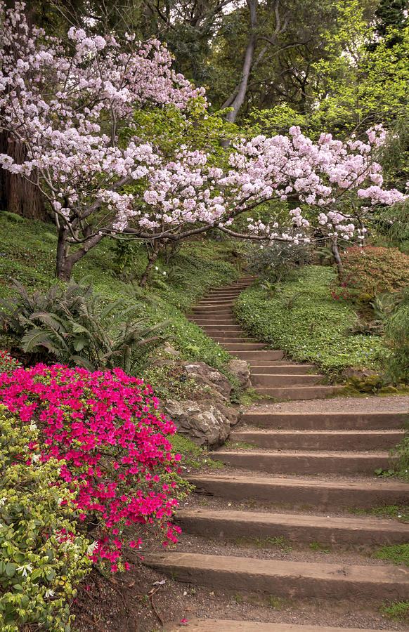 The Garden Steps Photograph by Susan Rissi Tregoning