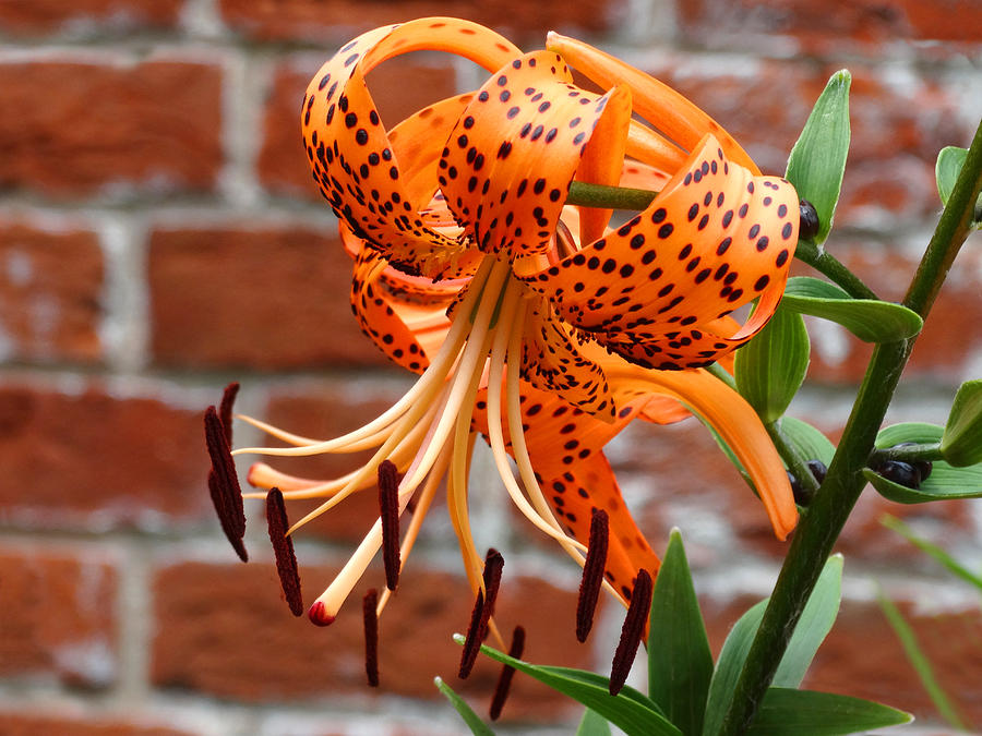 The Garden Tiger Lily Photograph by Mike McGlothlen