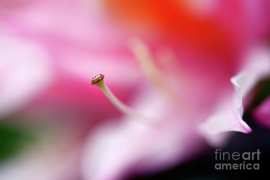 The Garden - Ultra Soft Focus Azalea Flower 2 Photograph by Terry Elniski