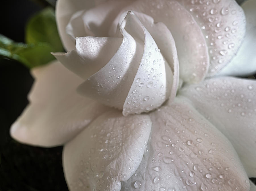 The Gardenia Photograph by JC Findley