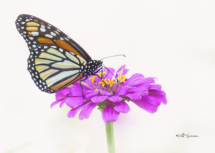 The Garden's Visitor by Jeff Swanson The Garden's Visitor by Jeff Swanson