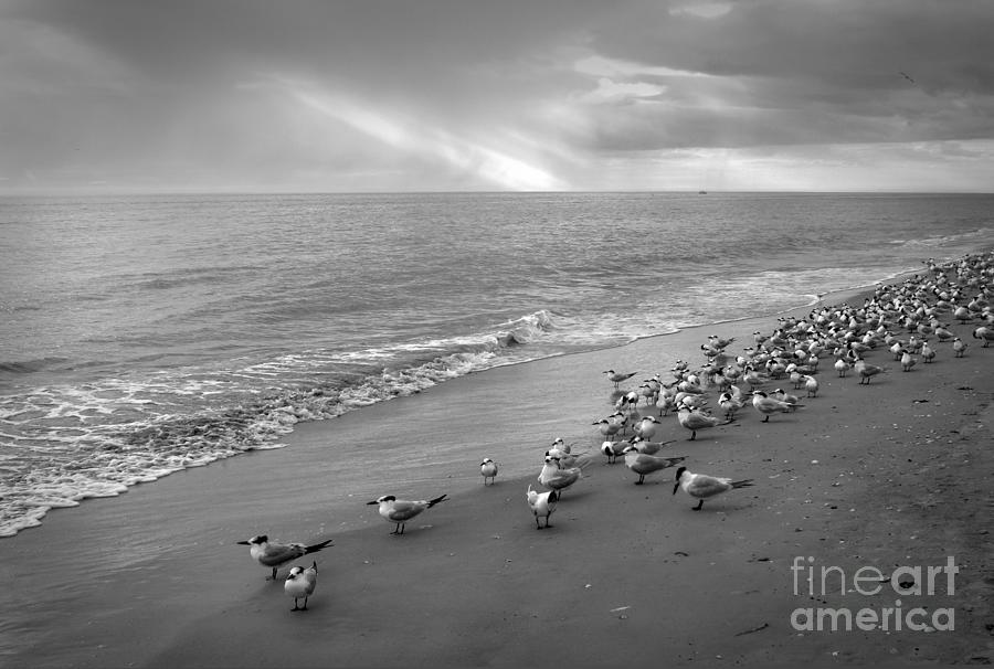 Royal Terns Gathering Photograph by Chris Scroggins
