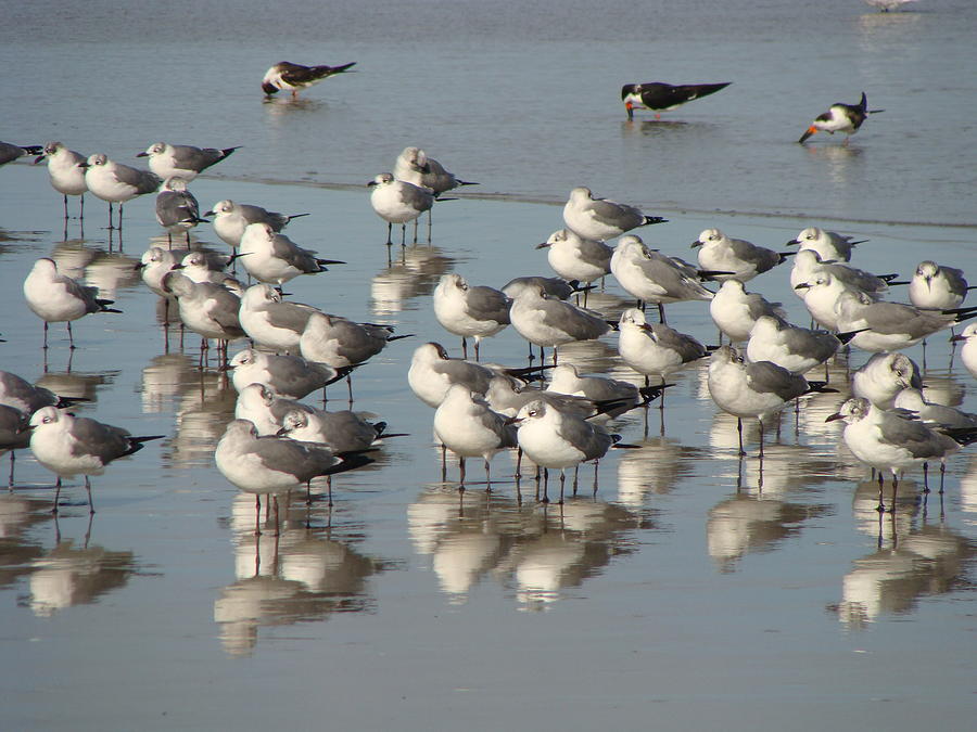 The Gathering Photograph by Ric Daly - Fine Art America