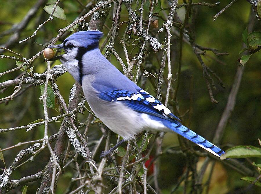 Blue Jay Photograph - The gathering by Robert Pearson