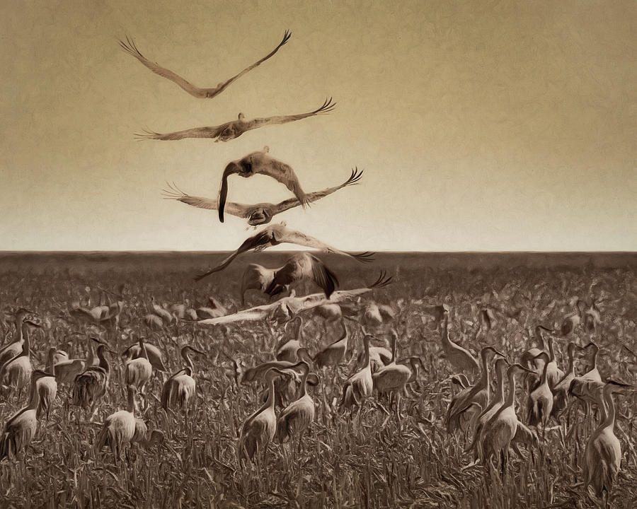 The Gathering - Sandhill Cranes Photograph by Nikolyn McDonald