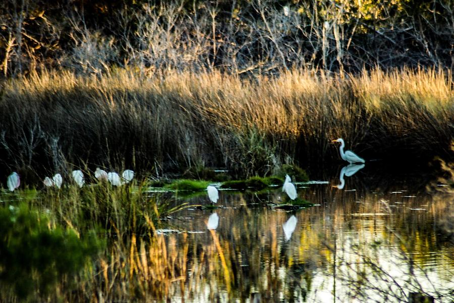 The Gathering Photograph by Shannon Boswell | Fine Art America