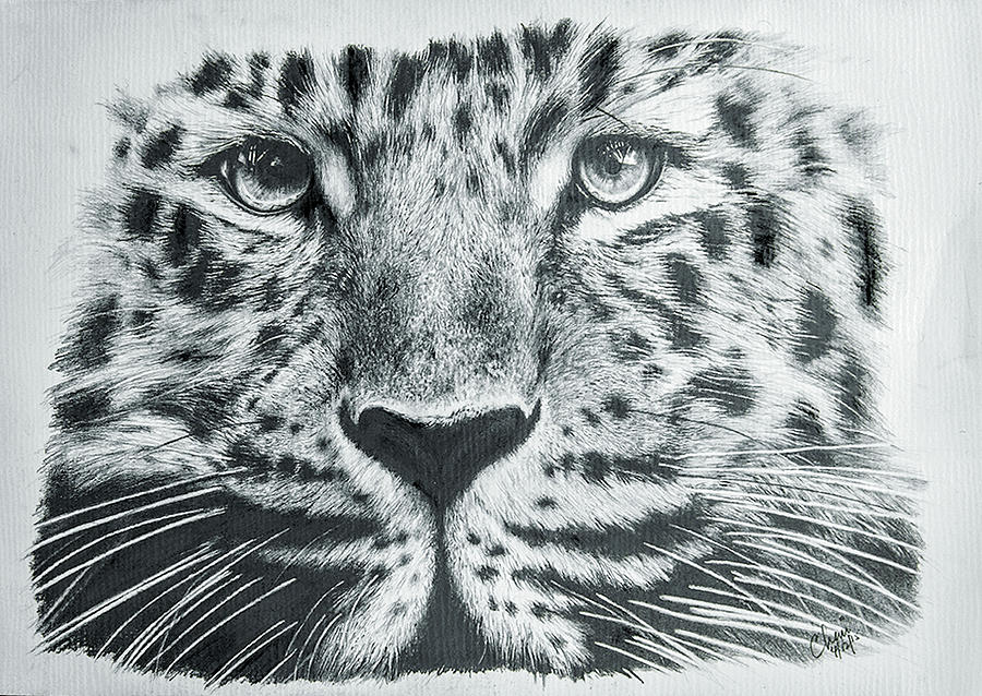 'THE GAZE' 2015 Amur Leopard Drawing by Chamindra De S Abeyewickreme