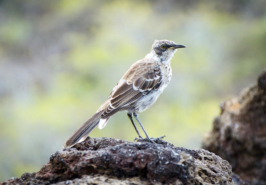 The Gaze of a Galapagos Mockingbird Photograph by Jane Selverstone - Pixels