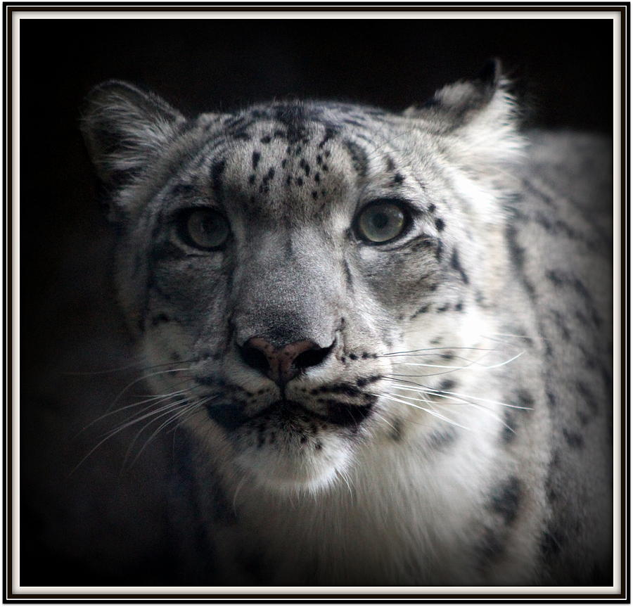 The Gaze of a Snow Leopard Photograph by Anna Grob - Pixels