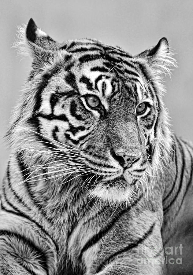 Nature Photograph - The Gaze of a Tiger Version II by Jim Fitzpatrick