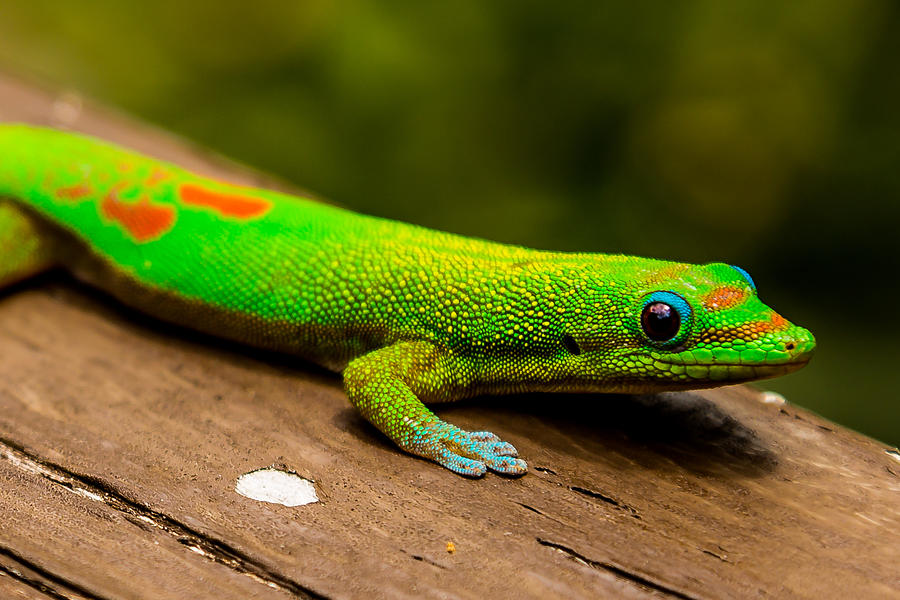 The Gecko Photograph by Arve Sirevaag - Fine Art America