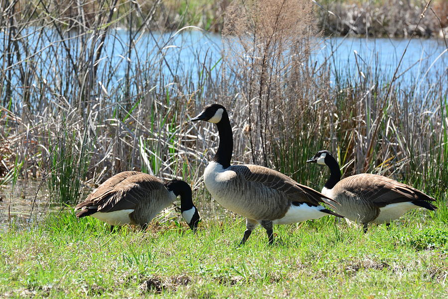 The Geese Are Back Photograph by Maria Urso