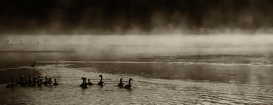 The Geese on Old Forge Pond Photograph by David Patterson