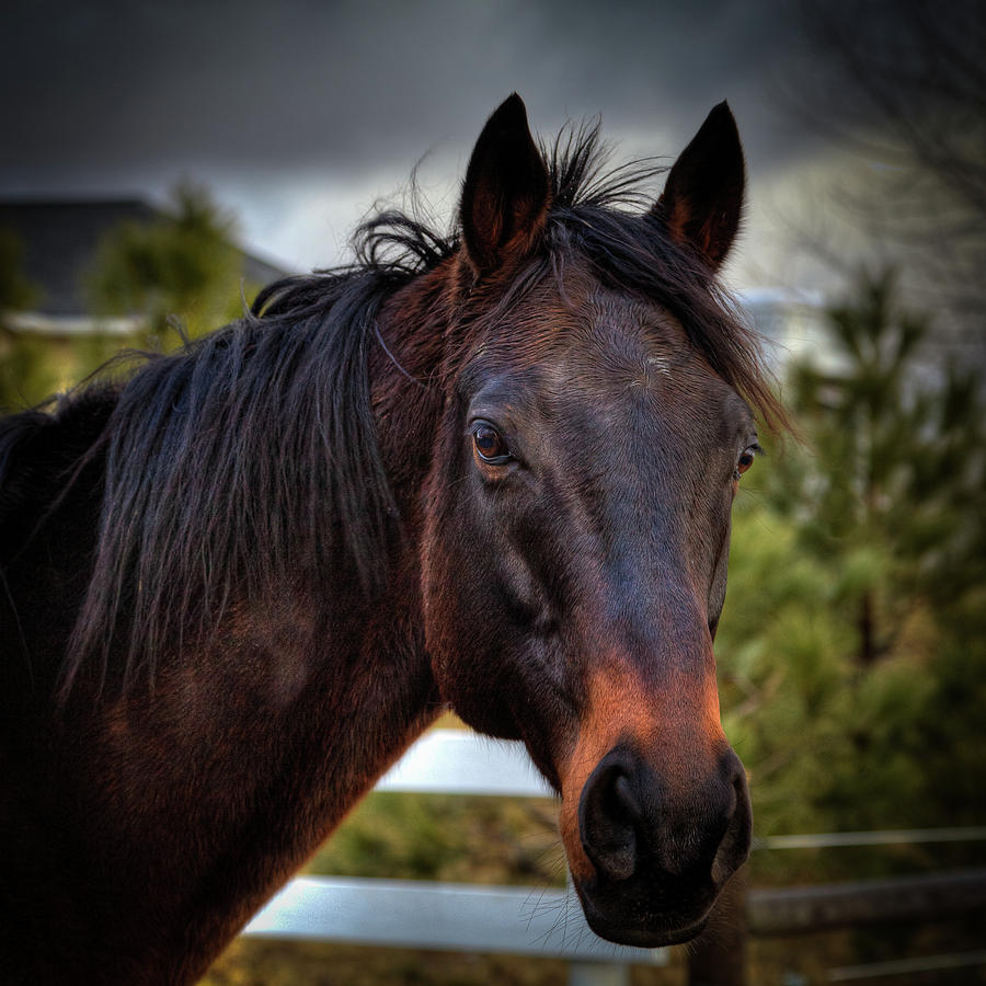 Horse Photograph - The Gelding by David Patterson
