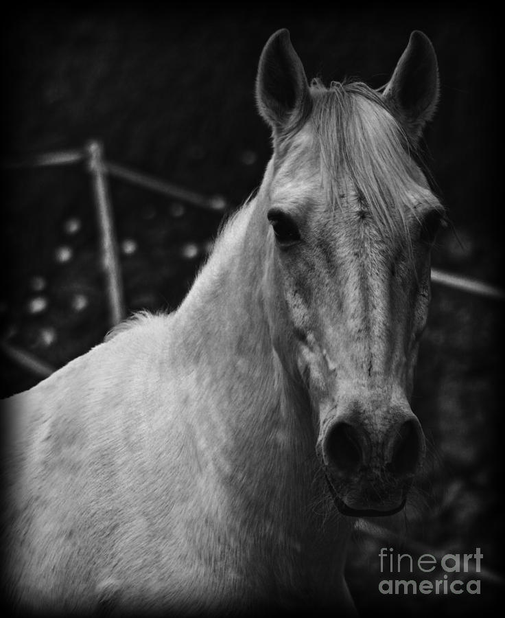 Horse Photograph - The General by Clare Bevan