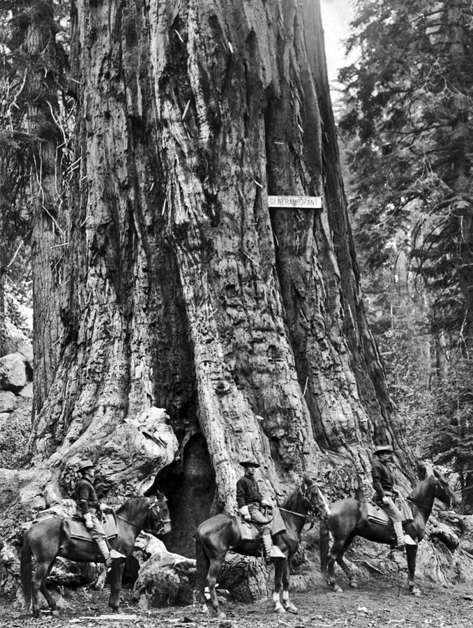 Kings Canyon National Park Photograph - The General Grant Tree by Underwood Archives