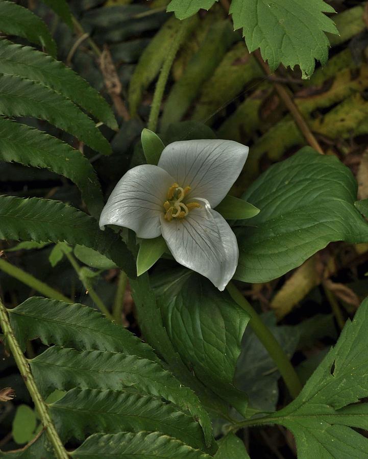 The Gentle Trillium Photograph by Charles Lucas
