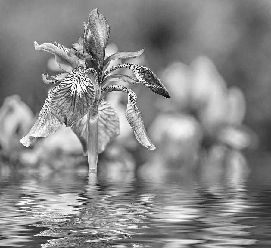 The Gentleness of Spring 2 - Reflection bw Photograph by Steve Harrington
