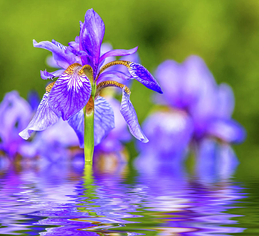 Iris Photograph - The Gentleness of Spring 2 - Reflection by Steve Harrington