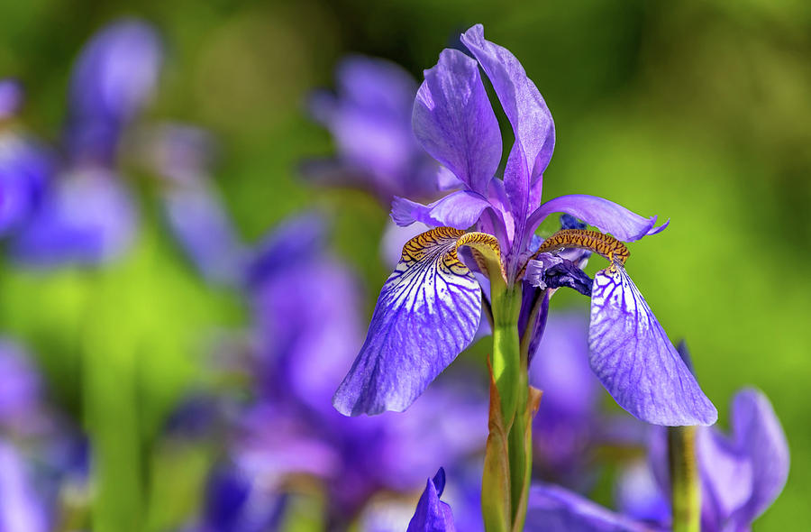 Iris Photograph - The Gentleness of Spring 4 by Steve Harrington