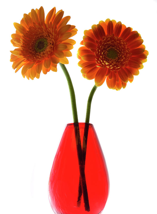 The Gerbera Twins Photograph by Terence Davis