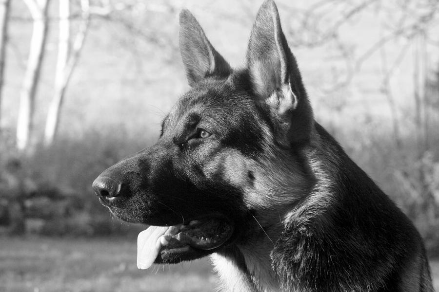 The German Shepherd ever watchful ever ready                                       Photograph by Sue Long