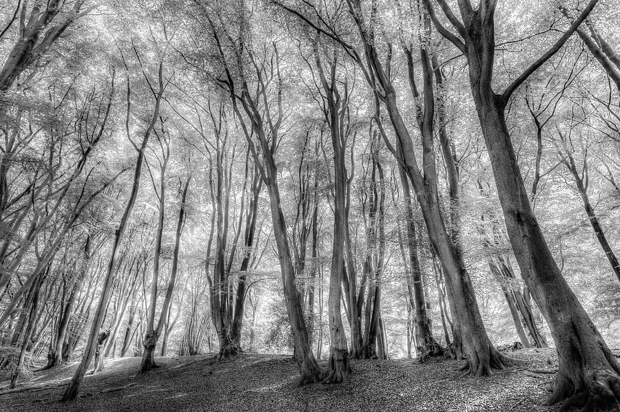The Ghost Forest Photograph by David Pyatt